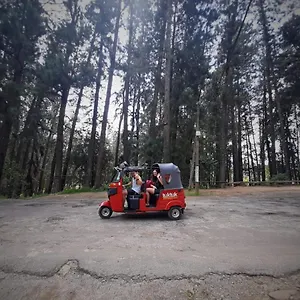Pine Trees Наллатания